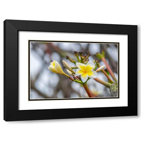 Plumeria Black Modern Wood Framed Art Print with Double Matting by Engelbrecht, Lisa S.