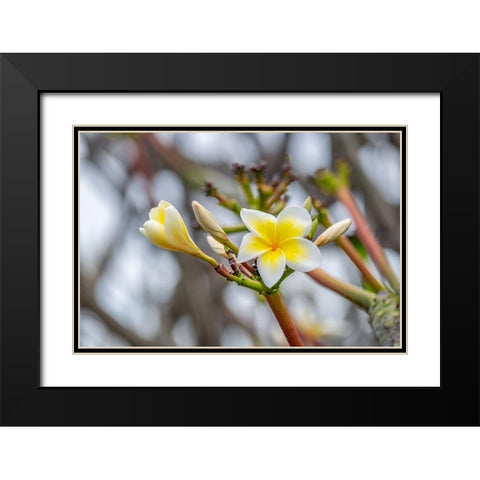Plumeria Black Modern Wood Framed Art Print with Double Matting by Engelbrecht, Lisa S.
