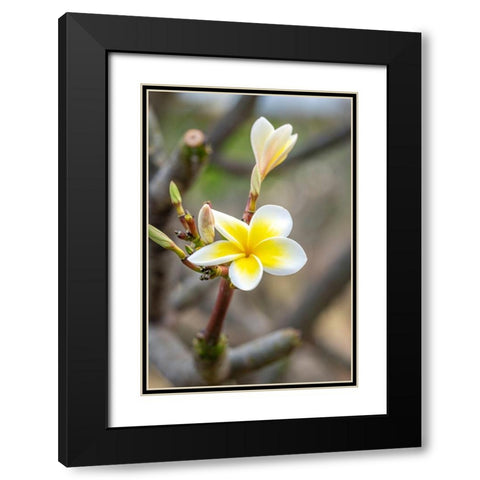 Plumeria Black Modern Wood Framed Art Print with Double Matting by Engelbrecht, Lisa S.