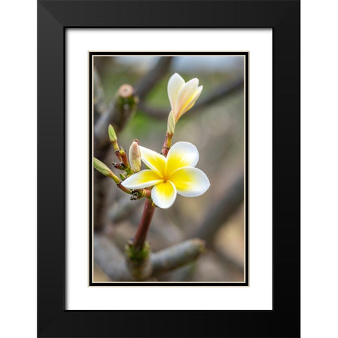 Plumeria Black Modern Wood Framed Art Print with Double Matting by Engelbrecht, Lisa S.