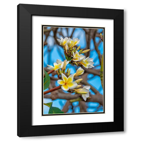 Plumeria Black Modern Wood Framed Art Print with Double Matting by Engelbrecht, Lisa S.