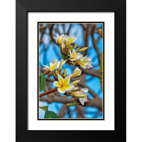 Plumeria Black Modern Wood Framed Art Print with Double Matting by Engelbrecht, Lisa S.