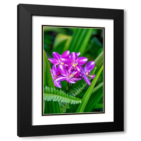 Purple orchid Black Modern Wood Framed Art Print with Double Matting by Engelbrecht, Lisa S.