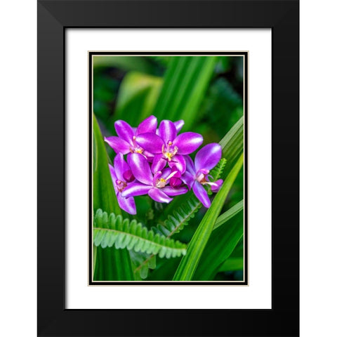 Purple orchid Black Modern Wood Framed Art Print with Double Matting by Engelbrecht, Lisa S.