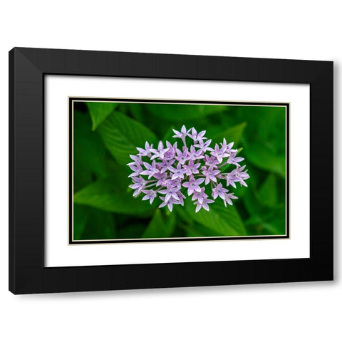 Purple Penta flower Black Modern Wood Framed Art Print with Double Matting by Engelbrecht, Lisa S.
