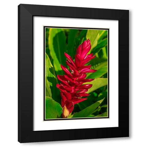 Red Ginger plant Black Modern Wood Framed Art Print with Double Matting by Engelbrecht, Lisa S.