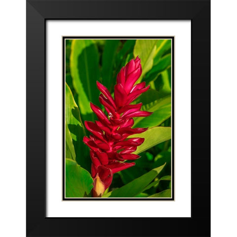 Red Ginger plant Black Modern Wood Framed Art Print with Double Matting by Engelbrecht, Lisa S.
