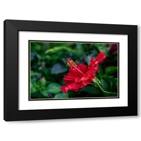 Red Hibiscus Black Modern Wood Framed Art Print with Double Matting by Engelbrecht, Lisa S.