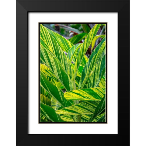 Shell ginger plant Black Modern Wood Framed Art Print with Double Matting by Engelbrecht, Lisa S.