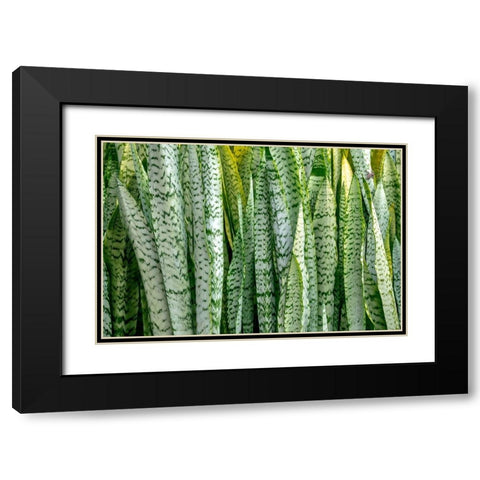 Snake plant-Mother-in-laws tongue Black Modern Wood Framed Art Print with Double Matting by Engelbrecht, Lisa S.