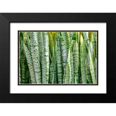 Snake plant-Mother-in-laws tongue Black Modern Wood Framed Art Print with Double Matting by Engelbrecht, Lisa S.