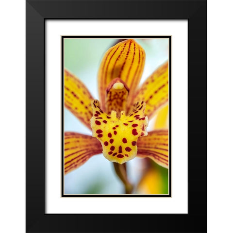 Speckled yellow Orchid Black Modern Wood Framed Art Print with Double Matting by Engelbrecht, Lisa S.