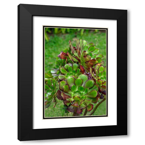 Stonecrop plant Black Modern Wood Framed Art Print with Double Matting by Engelbrecht, Lisa S.