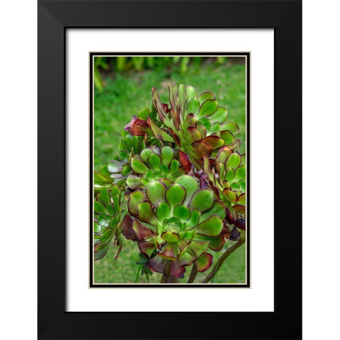 Stonecrop plant Black Modern Wood Framed Art Print with Double Matting by Engelbrecht, Lisa S.