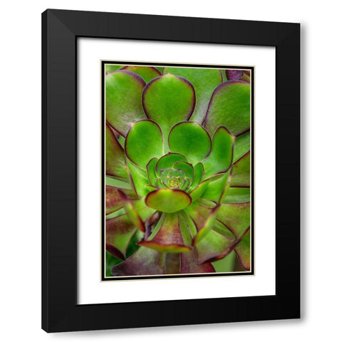 Stonecrop plant Black Modern Wood Framed Art Print with Double Matting by Engelbrecht, Lisa S.