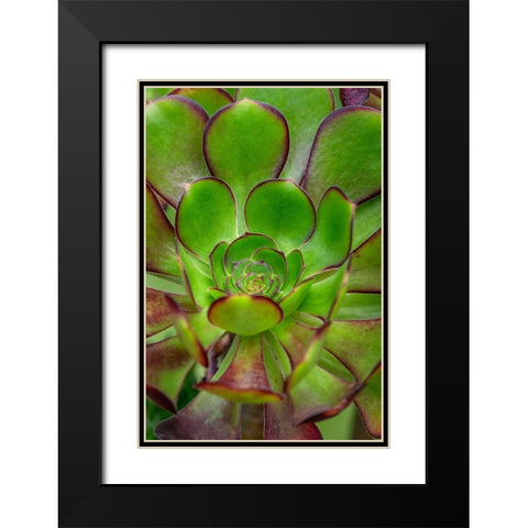 Stonecrop plant Black Modern Wood Framed Art Print with Double Matting by Engelbrecht, Lisa S.