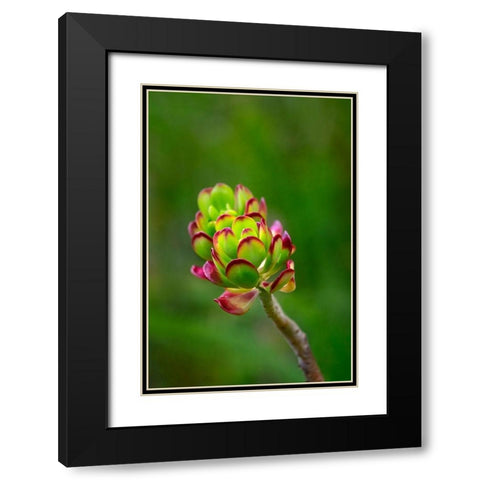 Stonecrop-Sedum Black Modern Wood Framed Art Print with Double Matting by Engelbrecht, Lisa S.