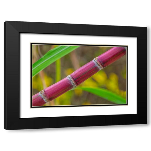 Sugar Cane Black Modern Wood Framed Art Print with Double Matting by Engelbrecht, Lisa S.