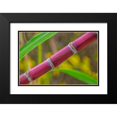 Sugar Cane Black Modern Wood Framed Art Print with Double Matting by Engelbrecht, Lisa S.