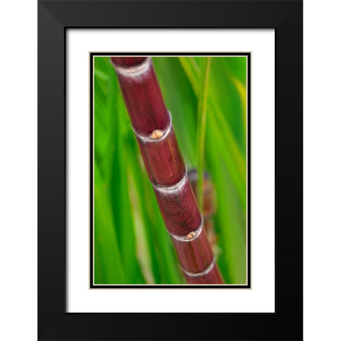 Sugar Cane Black Modern Wood Framed Art Print with Double Matting by Engelbrecht, Lisa S.