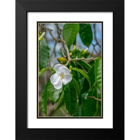 Tabernaemontana flower Black Modern Wood Framed Art Print with Double Matting by Engelbrecht, Lisa S.