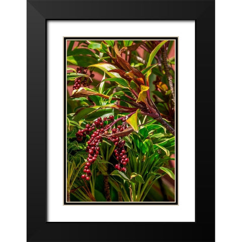 Ti Plant berries Black Modern Wood Framed Art Print with Double Matting by Engelbrecht, Lisa S.