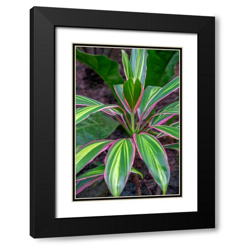 Ti Plant-Cordyline fruticosa Black Modern Wood Framed Art Print with Double Matting by Engelbrecht, Lisa S.