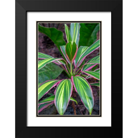 Ti Plant-Cordyline fruticosa Black Modern Wood Framed Art Print with Double Matting by Engelbrecht, Lisa S.