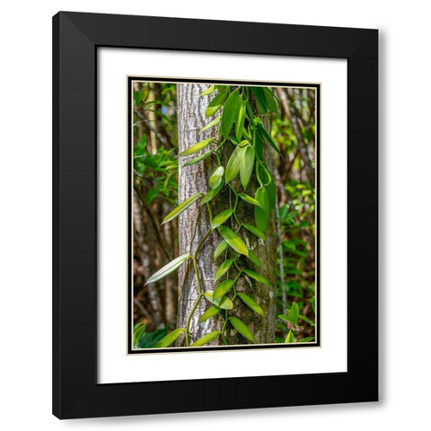 Vanilla Orchid vine Black Modern Wood Framed Art Print with Double Matting by Engelbrecht, Lisa S.