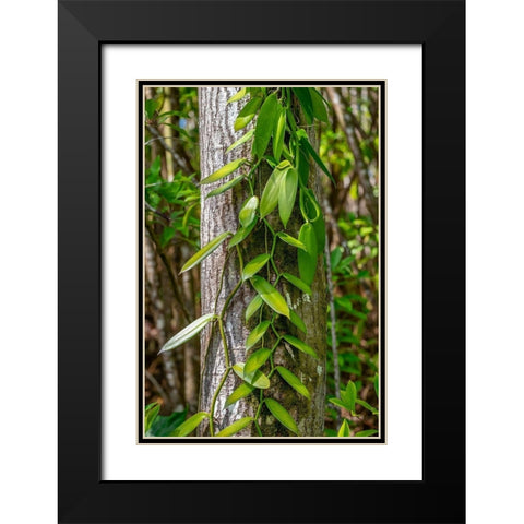 Vanilla Orchid vine Black Modern Wood Framed Art Print with Double Matting by Engelbrecht, Lisa S.
