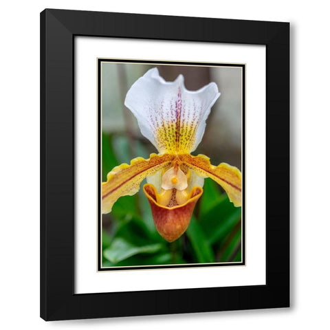 Venus Slipper Orchid Black Modern Wood Framed Art Print with Double Matting by Engelbrecht, Lisa S.