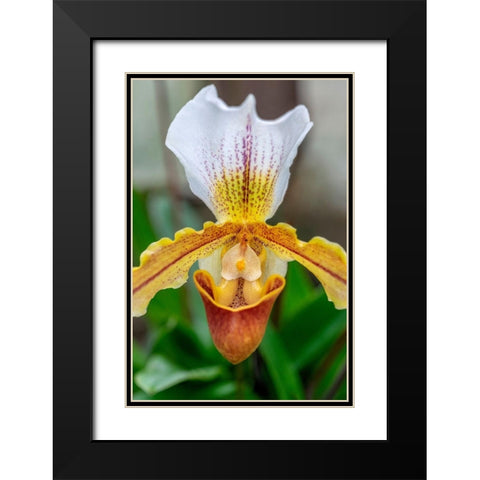 Venus Slipper Orchid Black Modern Wood Framed Art Print with Double Matting by Engelbrecht, Lisa S.