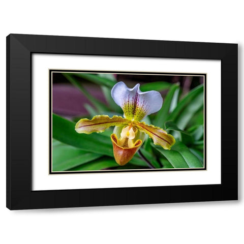 Venus Slipper Orchid Black Modern Wood Framed Art Print with Double Matting by Engelbrecht, Lisa S.