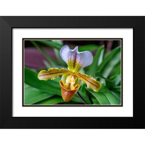 Venus Slipper Orchid Black Modern Wood Framed Art Print with Double Matting by Engelbrecht, Lisa S.
