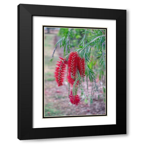 Weeping Bottlebrush tree flowers Black Modern Wood Framed Art Print with Double Matting by Engelbrecht, Lisa S.
