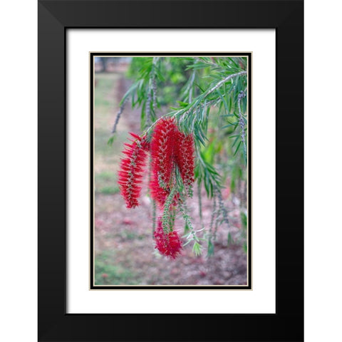 Weeping Bottlebrush tree flowers Black Modern Wood Framed Art Print with Double Matting by Engelbrecht, Lisa S.