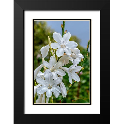 White Gladiolus Black Modern Wood Framed Art Print with Double Matting by Engelbrecht, Lisa S.