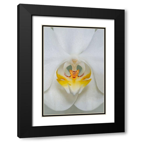 White Orchid Black Modern Wood Framed Art Print with Double Matting by Engelbrecht, Lisa S.