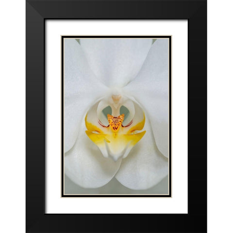 White Orchid Black Modern Wood Framed Art Print with Double Matting by Engelbrecht, Lisa S.