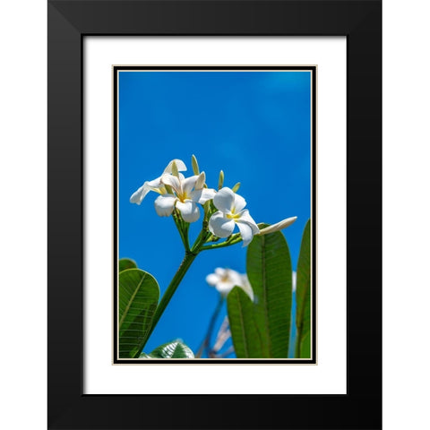 White Plumeria Black Modern Wood Framed Art Print with Double Matting by Engelbrecht, Lisa S.