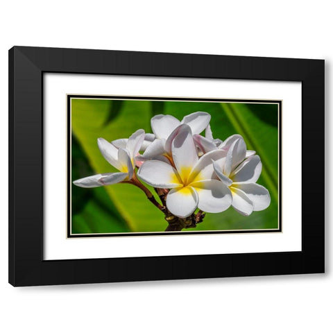 White Plumeria Black Modern Wood Framed Art Print with Double Matting by Engelbrecht, Lisa S.