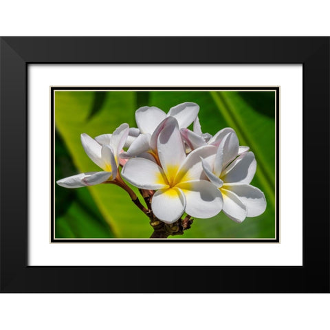 White Plumeria Black Modern Wood Framed Art Print with Double Matting by Engelbrecht, Lisa S.