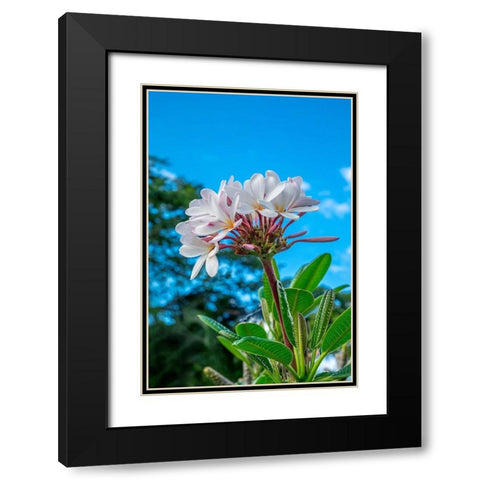 White Plumeria Black Modern Wood Framed Art Print with Double Matting by Engelbrecht, Lisa S.