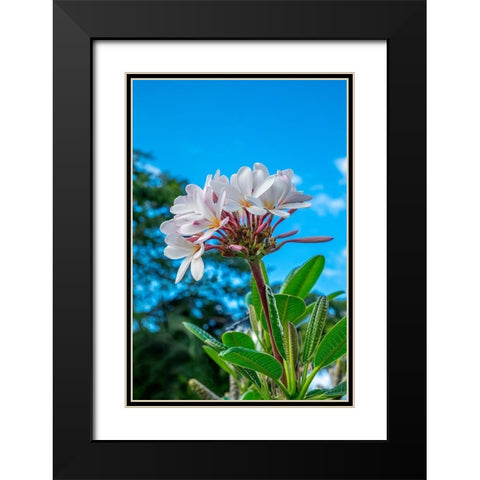White Plumeria Black Modern Wood Framed Art Print with Double Matting by Engelbrecht, Lisa S.