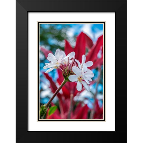 White Plumeria Black Modern Wood Framed Art Print with Double Matting by Engelbrecht, Lisa S.