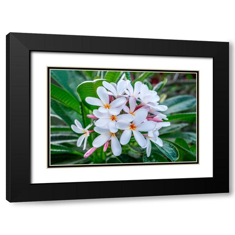 White Plumeria Black Modern Wood Framed Art Print with Double Matting by Engelbrecht, Lisa S.