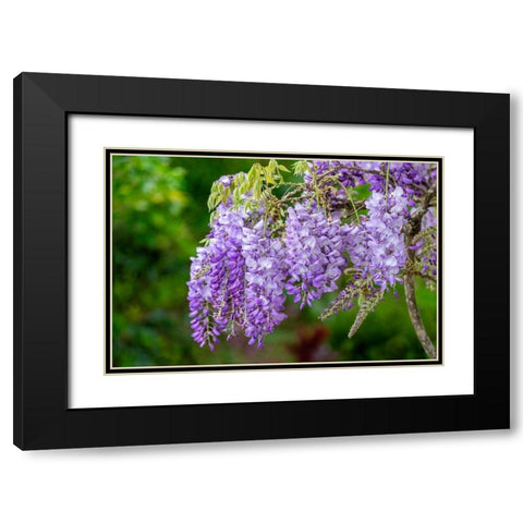 Wisteria Black Modern Wood Framed Art Print with Double Matting by Engelbrecht, Lisa S.