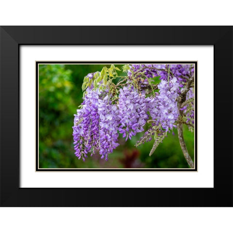 Wisteria Black Modern Wood Framed Art Print with Double Matting by Engelbrecht, Lisa S.