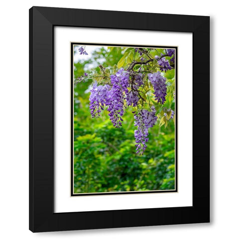 Wisteria Black Modern Wood Framed Art Print with Double Matting by Engelbrecht, Lisa S.