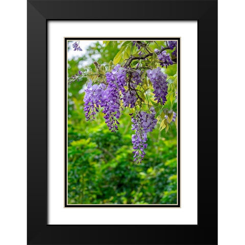 Wisteria Black Modern Wood Framed Art Print with Double Matting by Engelbrecht, Lisa S.